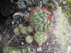 Mammillaria rhodantha fera-rubra