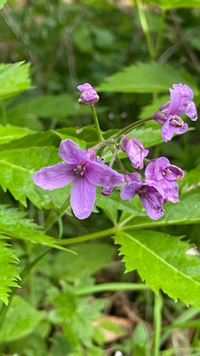 Cardamine pentaphyllos