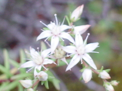Sedum bourgaei