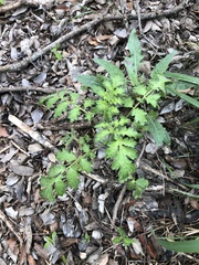 Phacelia congesta