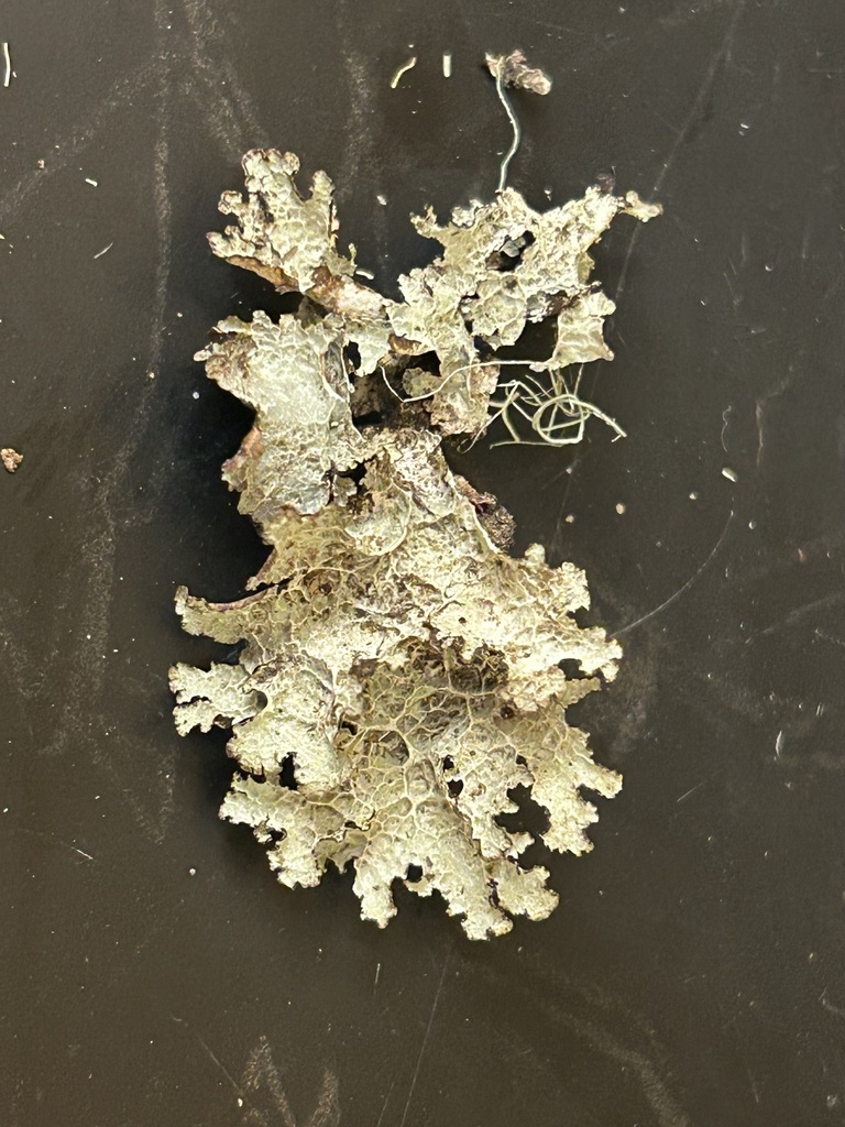Crumpled Rag Lichen from Kentville, NS, Canada on May 10, 2026 at 12:48 ...
