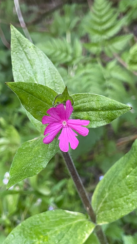 Silene dioica