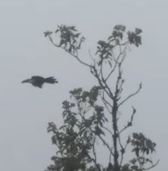 Andigena nigrirostris