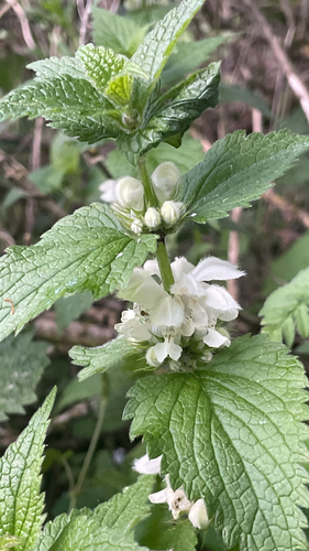 Lamium album