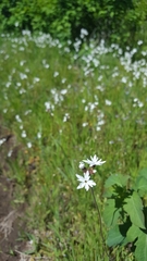 Lithophragma parviflorum