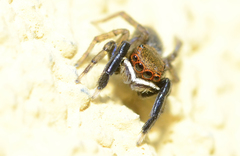Euophrys frontalis