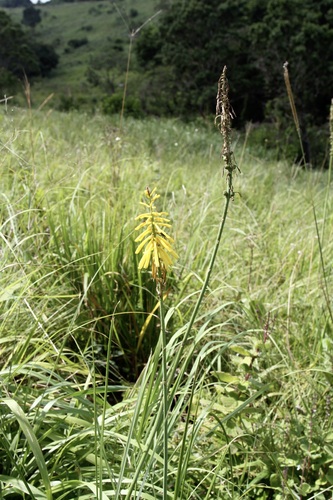 Kniphofia laxiflora, photograph 2