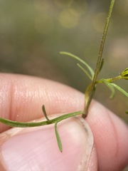 Leptosyne stillmanii