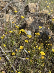 Leptosyne stillmanii