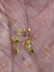 Leptosyne stillmanii