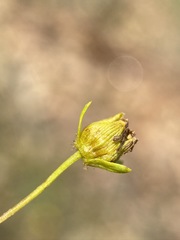 Leptosyne stillmanii