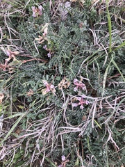 Astragalus plattensis