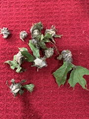 Macrodiplosis niveipila