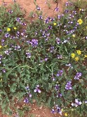 Astragalus lindheimeri