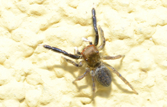 Euophrys frontalis