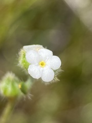 Plagiobothrys shastensis