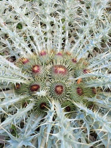 Onopordum acaulon, photograph 6