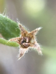 Plagiobothrys shastensis