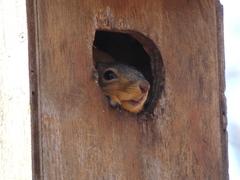 Sciurus niger