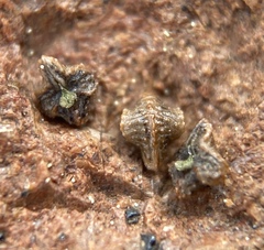 Plagiobothrys shastensis