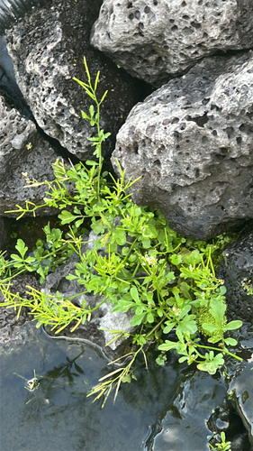 Cardamine occulta observed 2026-05-19