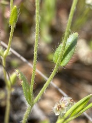 Plagiobothrys shastensis