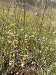 Plagiobothrys shastensis