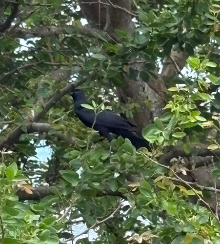 Puerto Rican Grackle