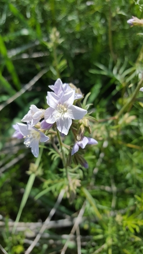 Washington Jacob's-ladder (Polemonium pectinatum)