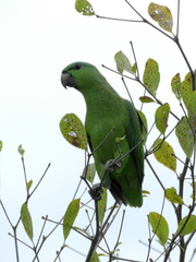Graydidascalus brachyurus