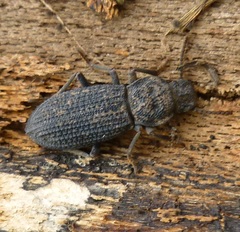 Nyctoporis cristata