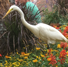 Ardea alba