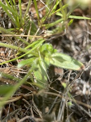 Plagiobothrys shastensis