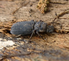 Nyctoporis cristata