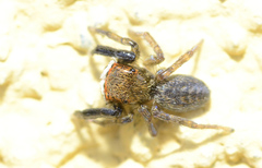 Euophrys frontalis