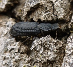 Nyctoporis cristata