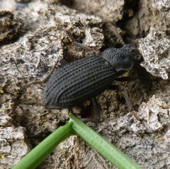 Nyctoporis cristata