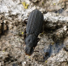 Nyctoporis cristata