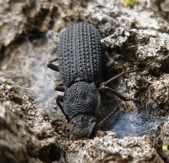 Nyctoporis cristata
