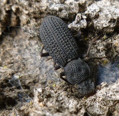 Nyctoporis cristata