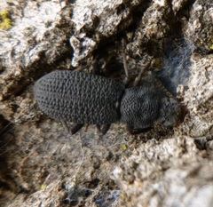 Nyctoporis cristata