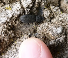 Nyctoporis cristata