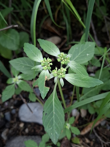 Euphorbia dentata iNat (3)