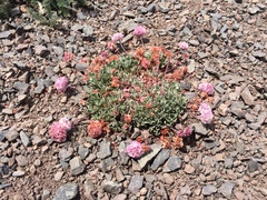 Eriogonum ovalifolium rubidum