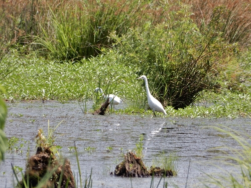 Snowy Egret photographed in North Carolina