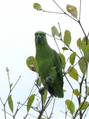 Graydidascalus brachyurus