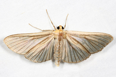Cirrhocephalina evanidalis
