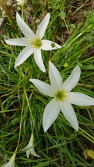 Zephyranthes atamasco