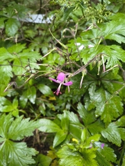 Geranium reuteri, photograph (c) jeanjacquesgodon, some rights reserved (CC BY)