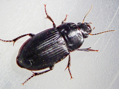 Harpalus serripes